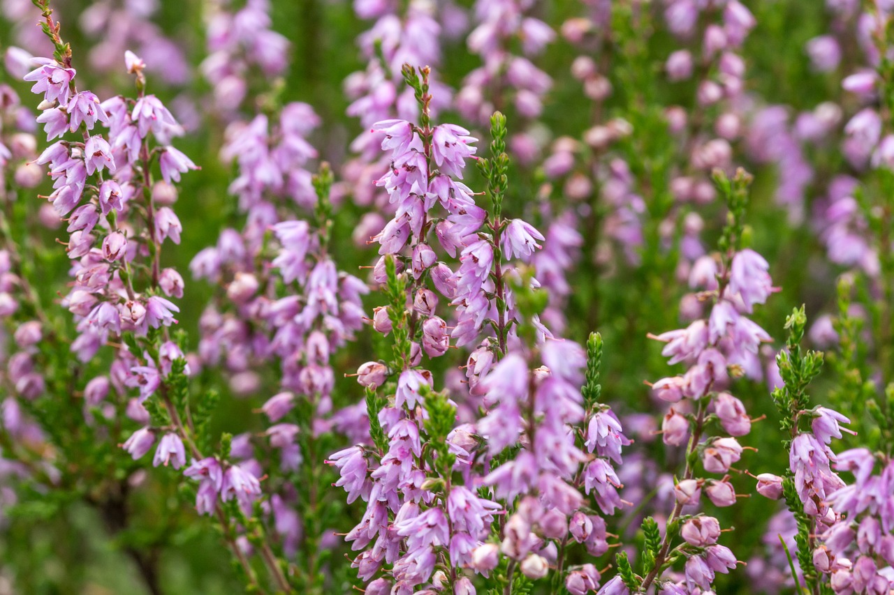 Image - flowers snow heath garden blossom