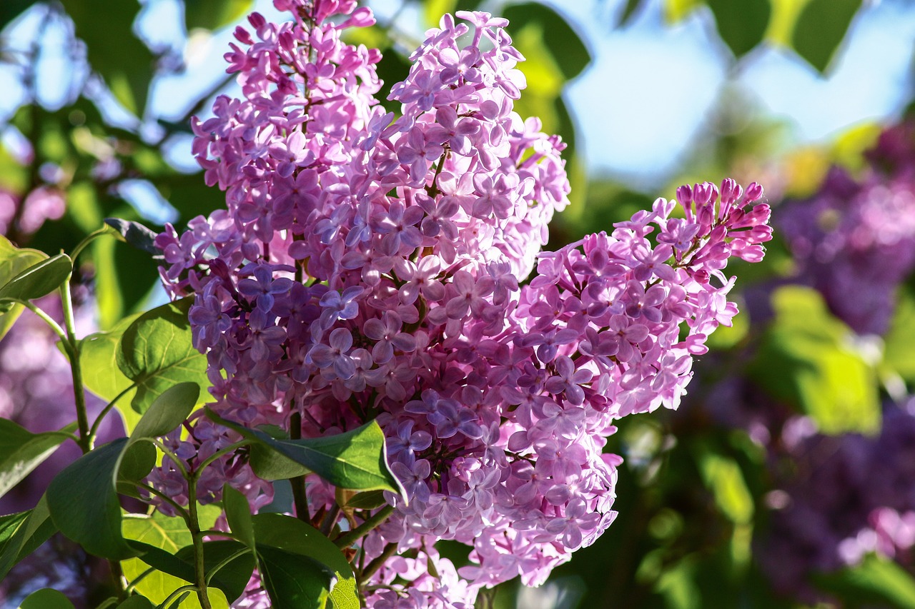 Image - lilac syringa close purple