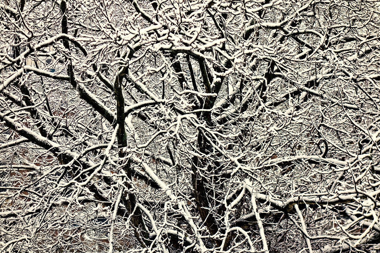 Image - tree top branch snow laden branch
