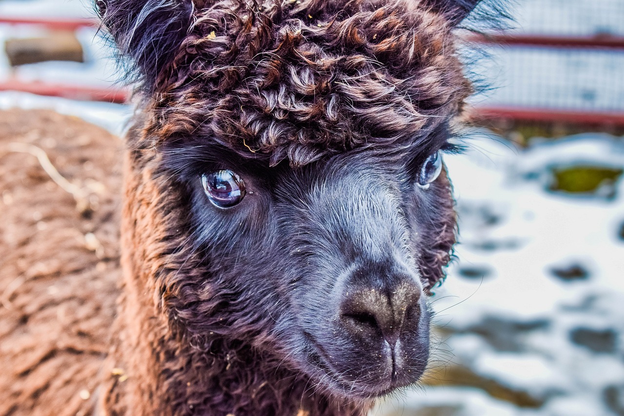 Image - alpaca animal llama mammal nature