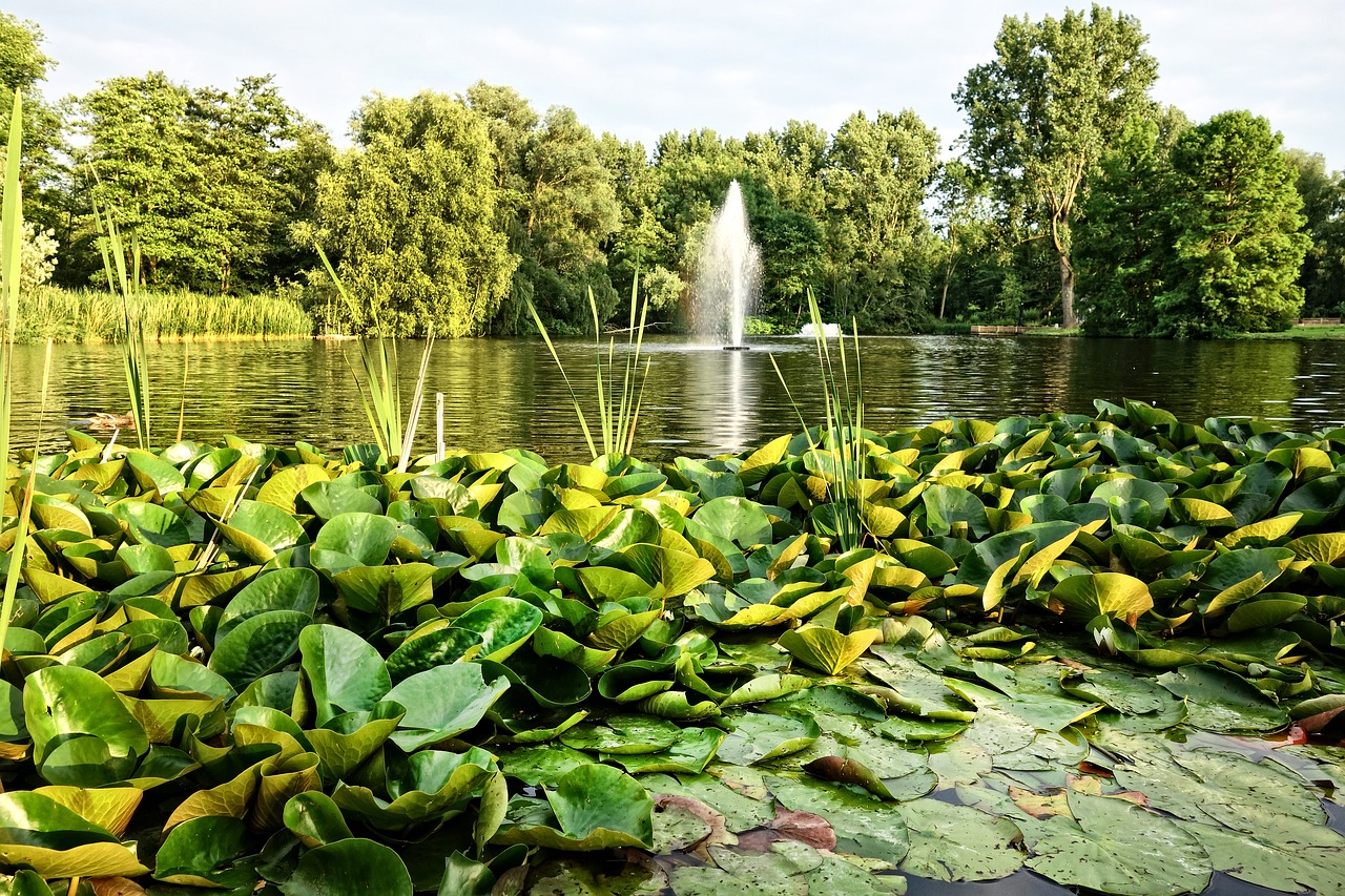 Image - fountain pond waterlilies park