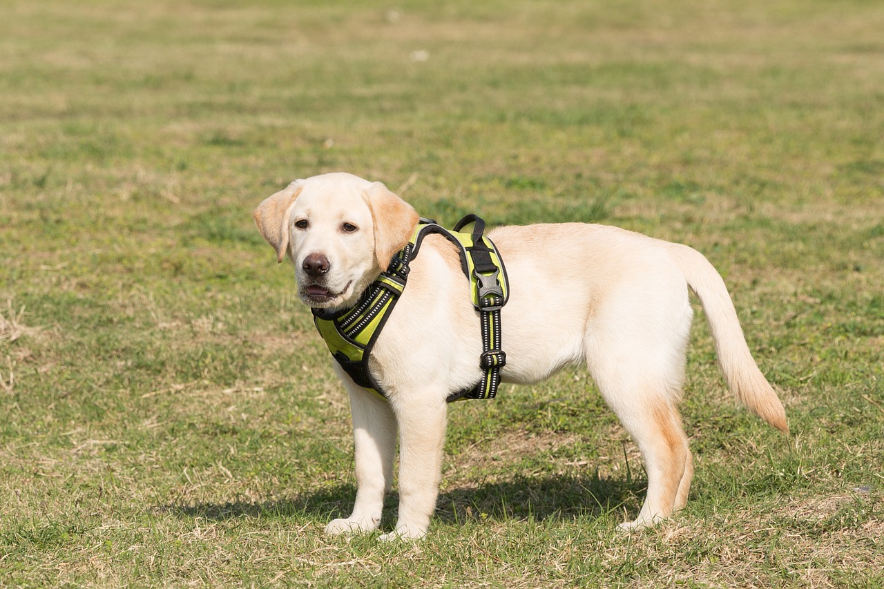 Image - puppy lawn labrador