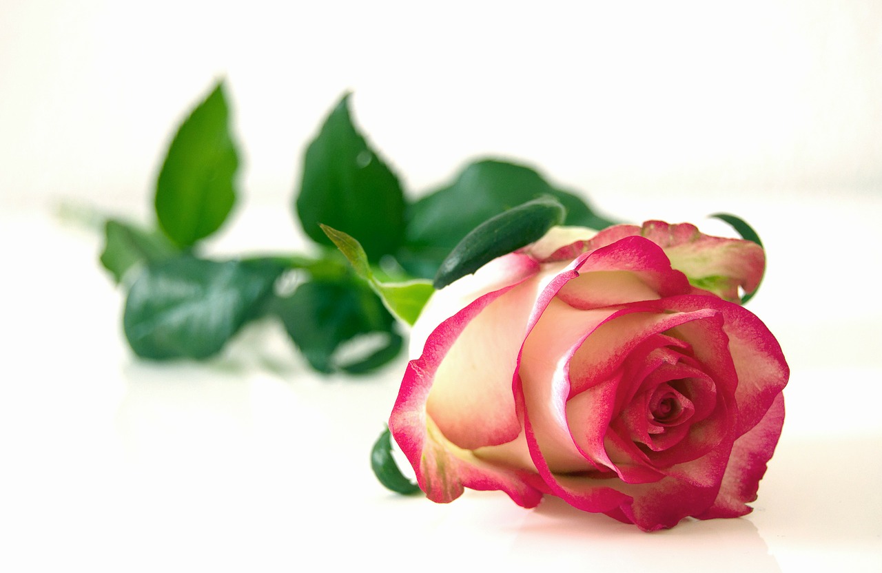 Image - rose flowers blossom bloom beauty
