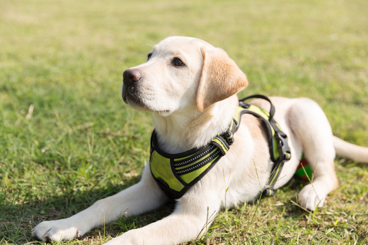 Image - puppy dog labrador lawn