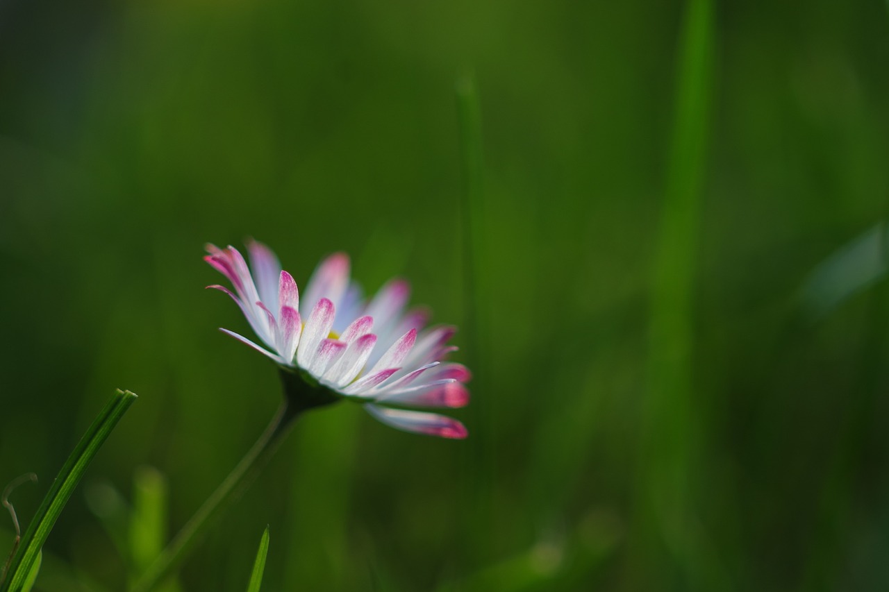 Image - daisy rush grass green blossom