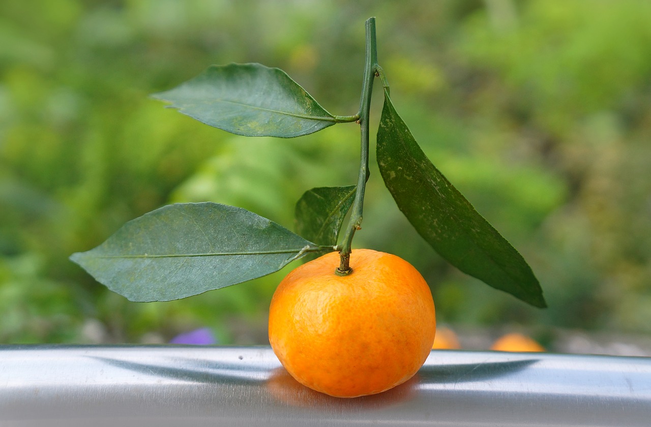 Image - food fruits tangerines vietnam