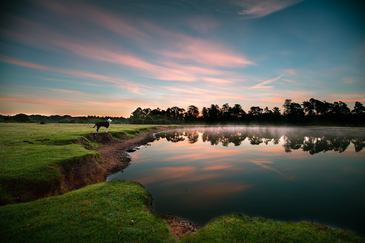 Image - lake dog sunrise nature pet