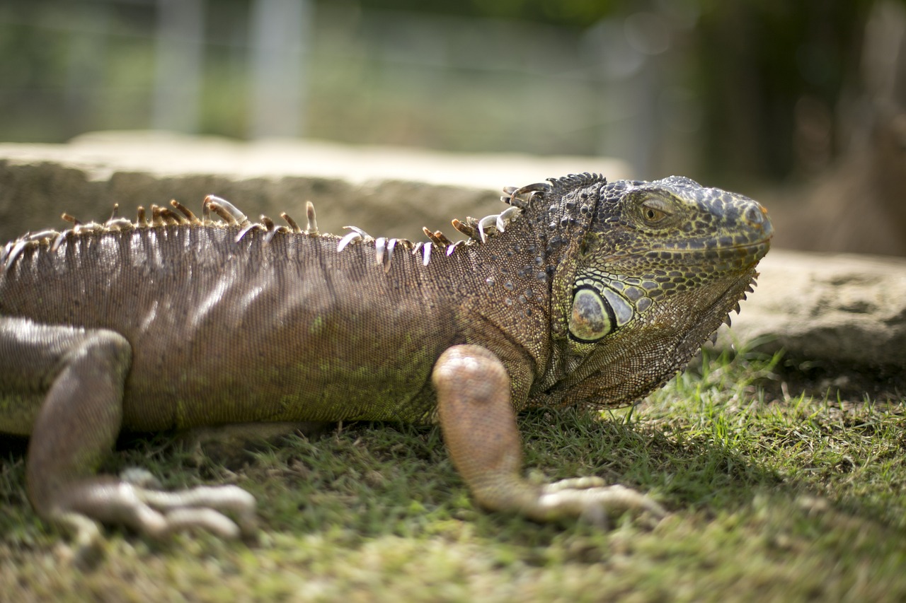 Image - animal iguana zoo small animals