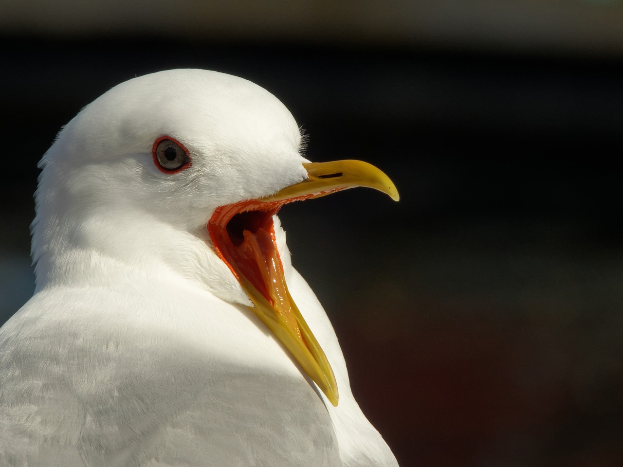 Image - seagull lofoten norway nature