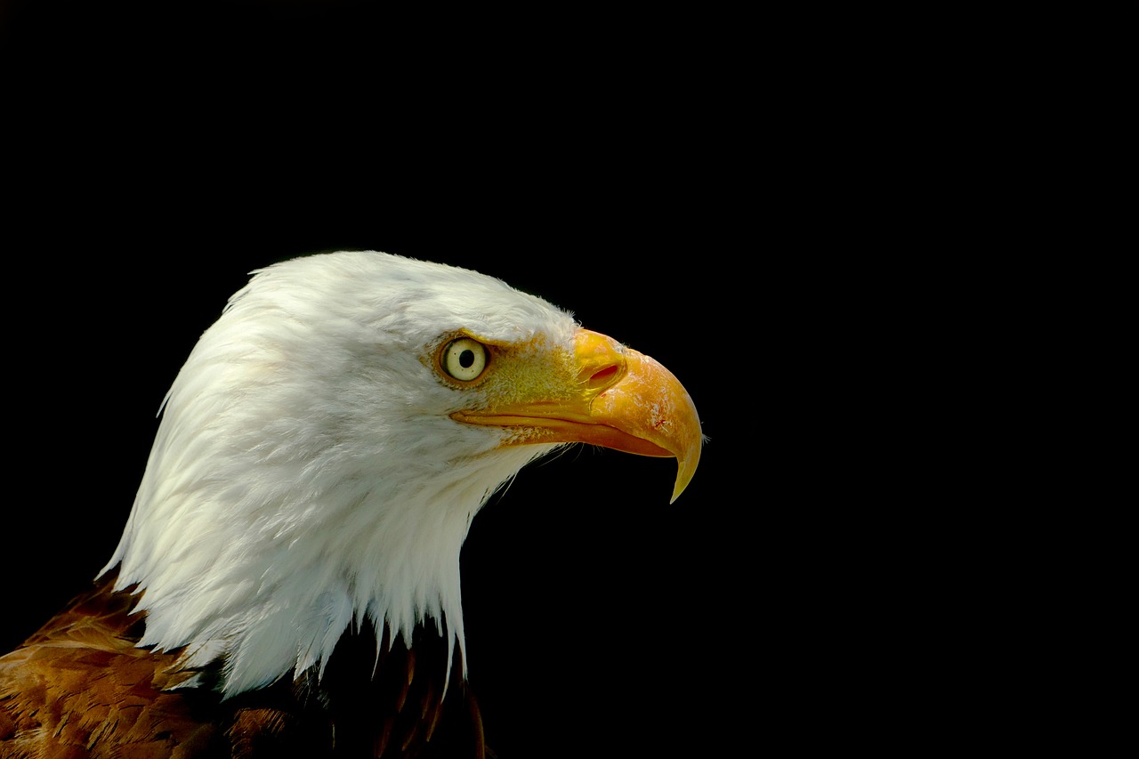 Image - bird adler bald eagle head