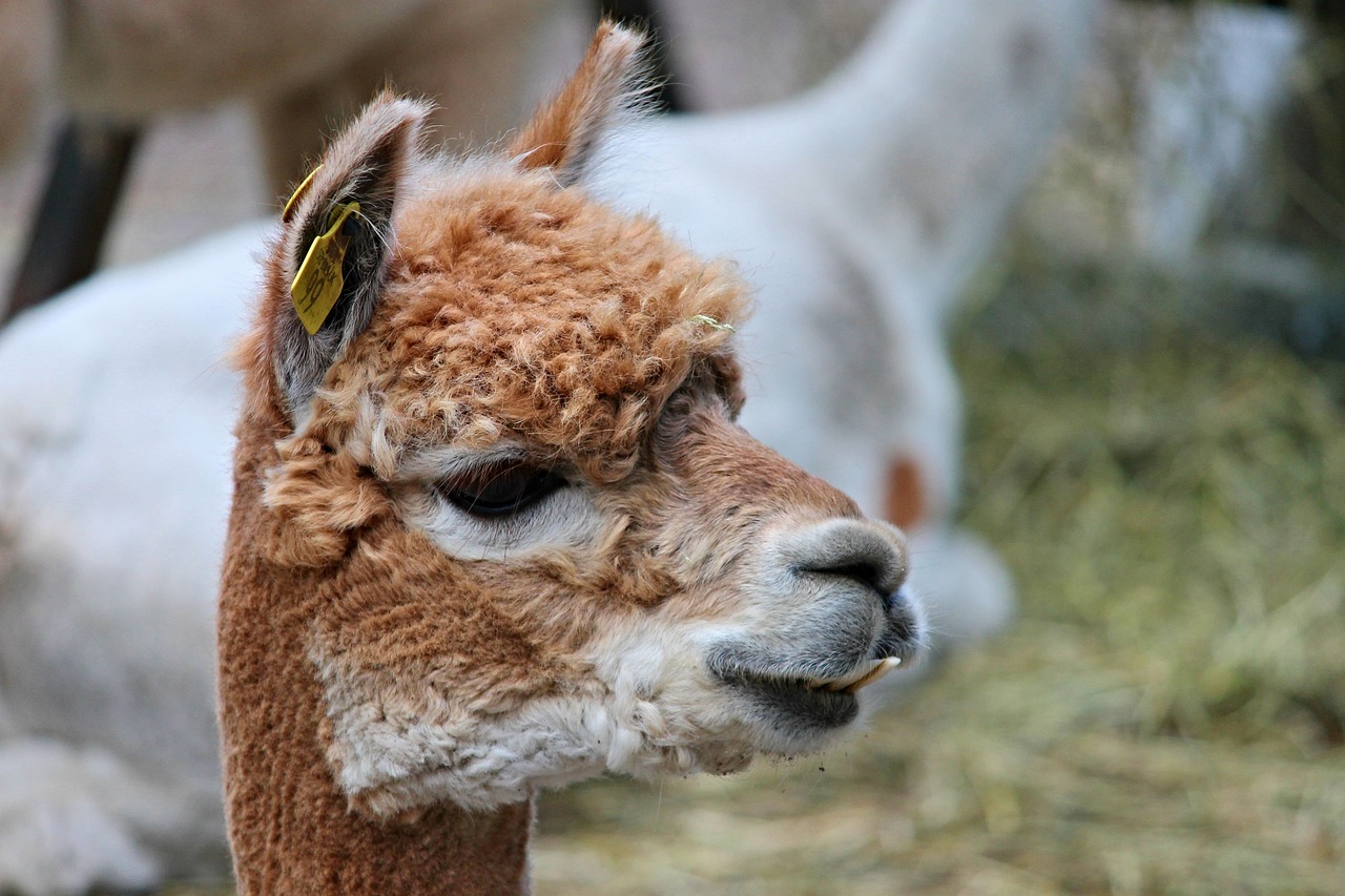 Image - alpaca brown young lama camel