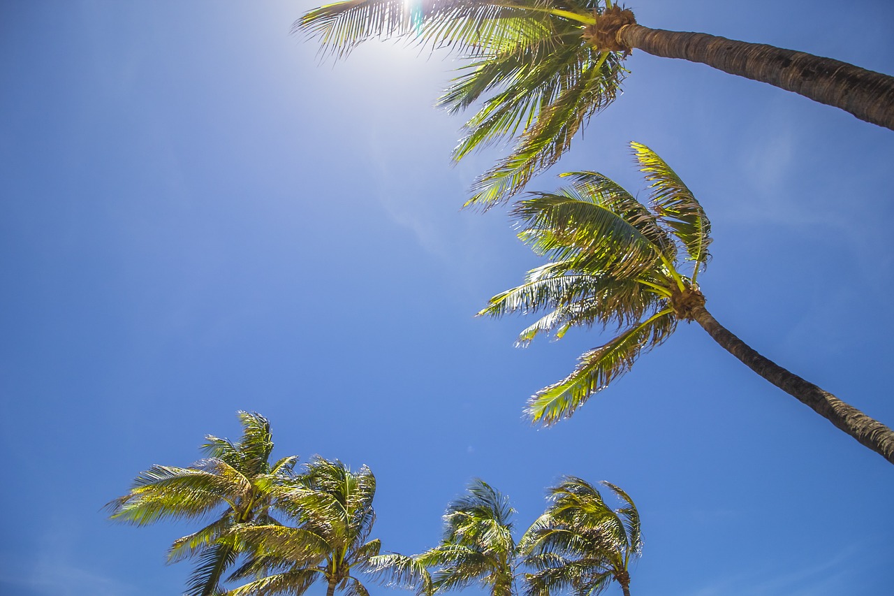 Image - miami palm trees summer palm