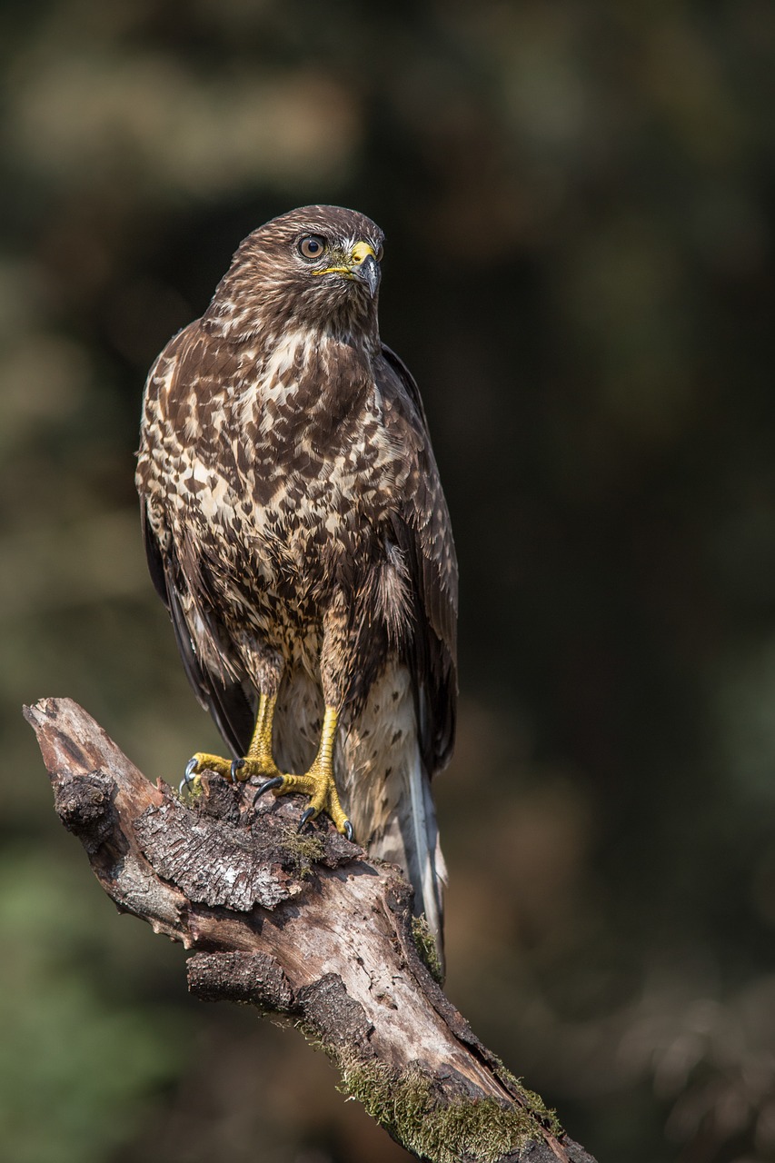 Image - bird of prey bird sparrowhawk