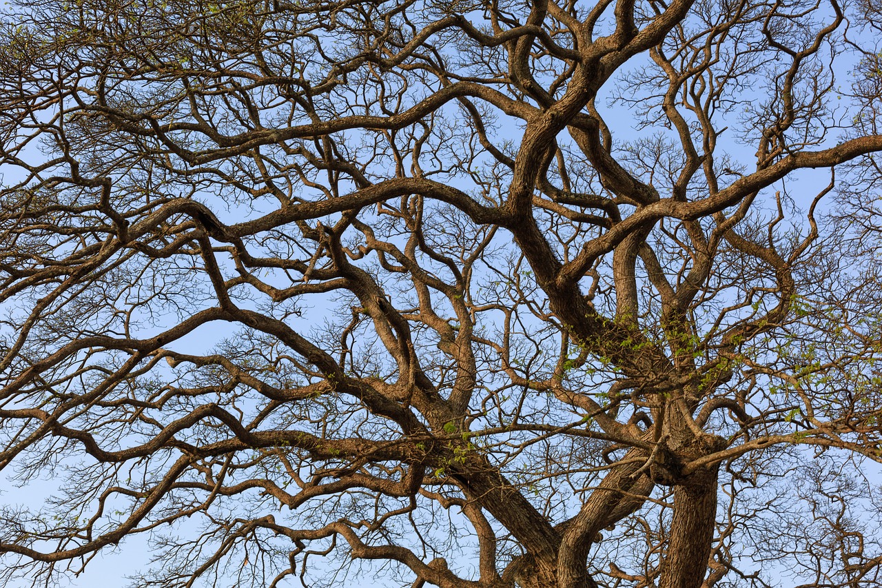 Image - the dry tree mùathu sky green