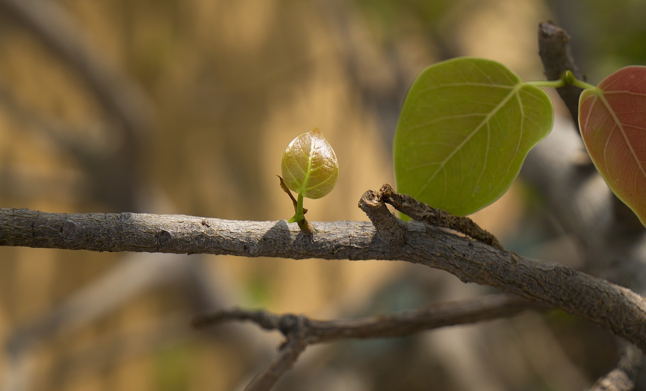 Image - natural germ young leaves hut non