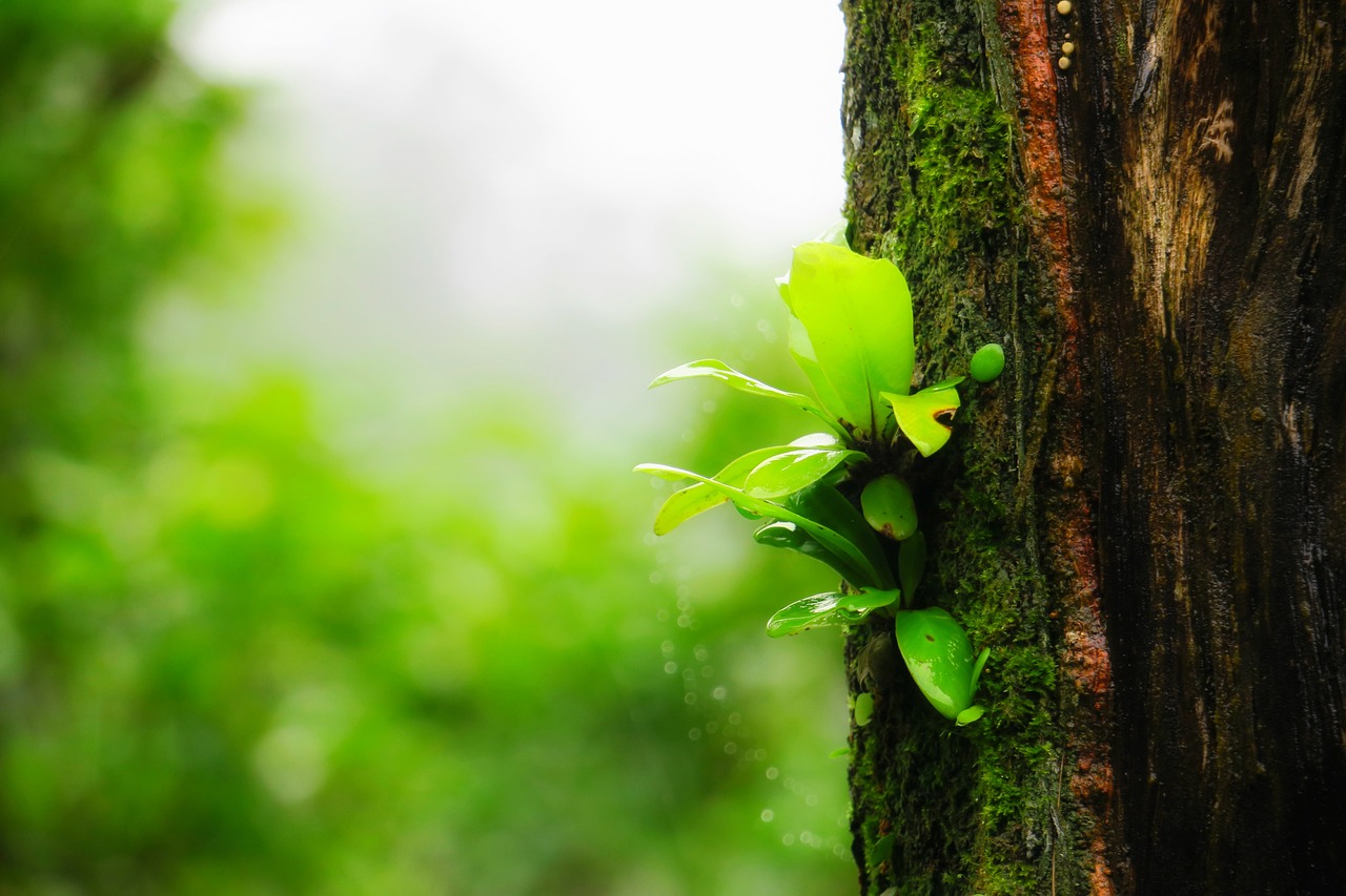 Image - fern plant green wild weeds