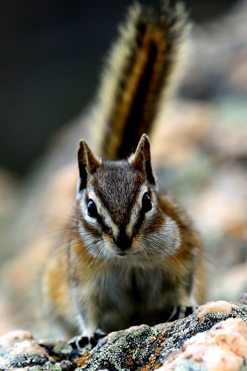 Image - chipmunk nature wildlife squirrel