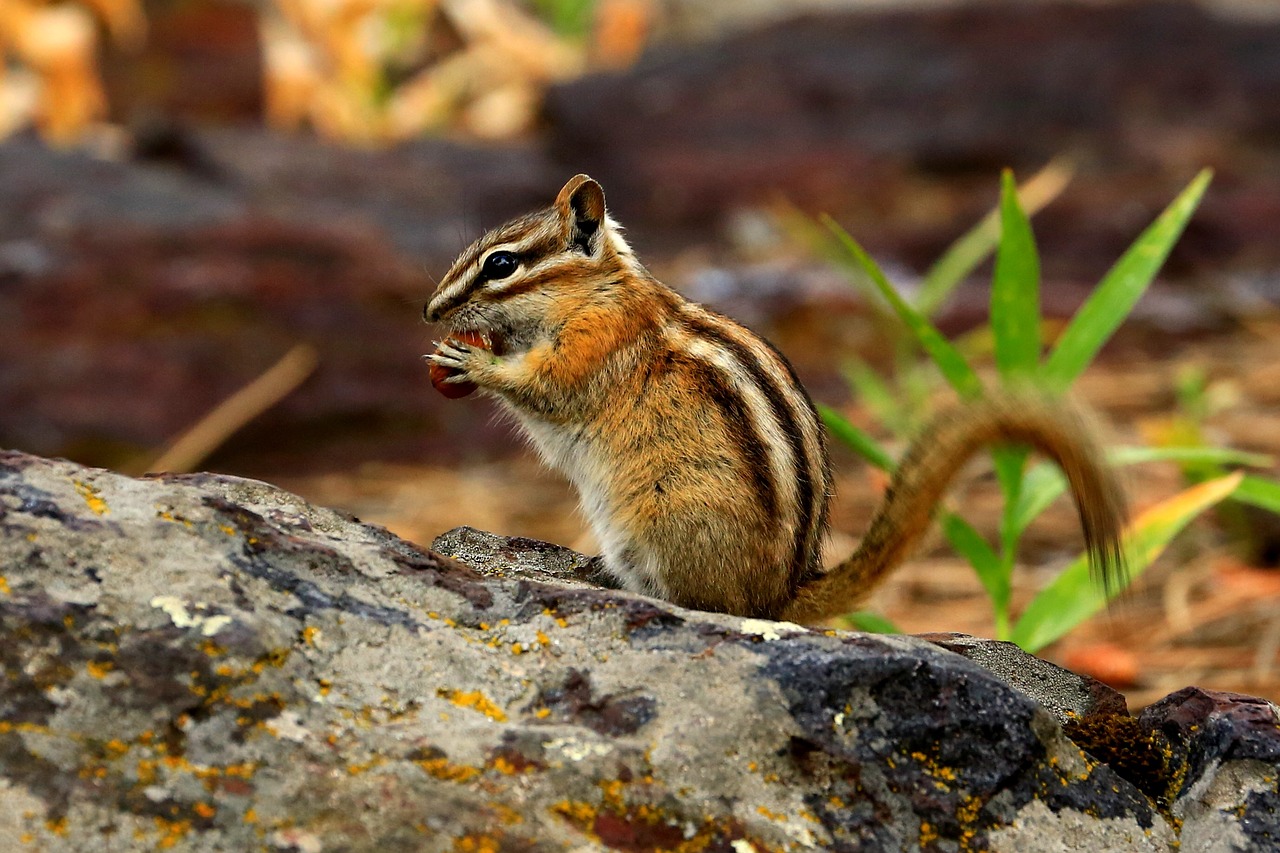 Image - chipmunk nature wildlife squirrel