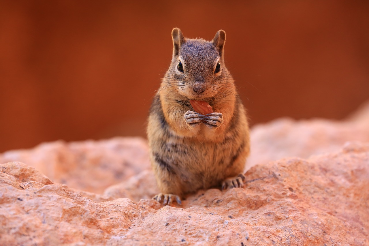 Image - chipmunk nature wildlife squirrel