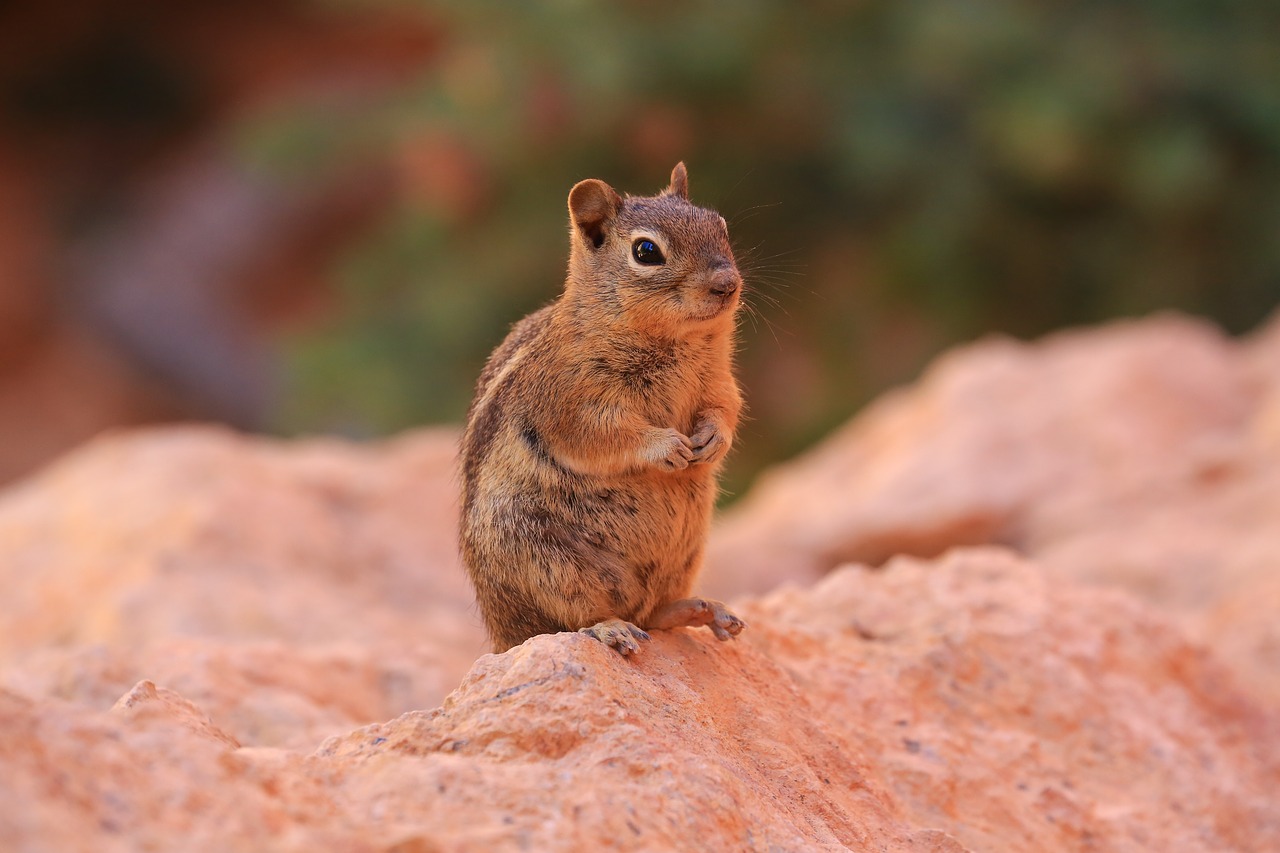 Image - chipmunk nature wildlife squirrel