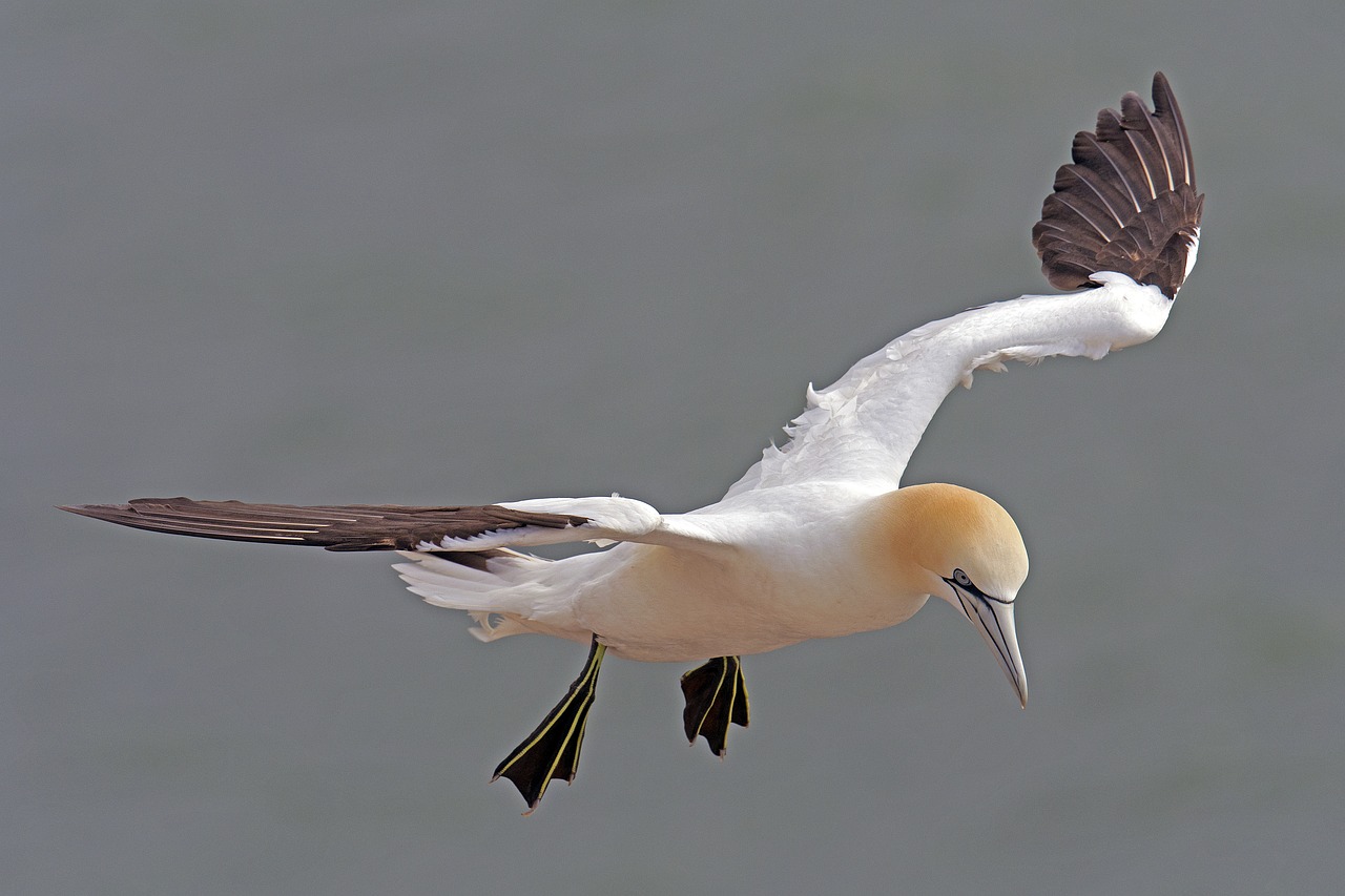 Image - northern gannet helgoland