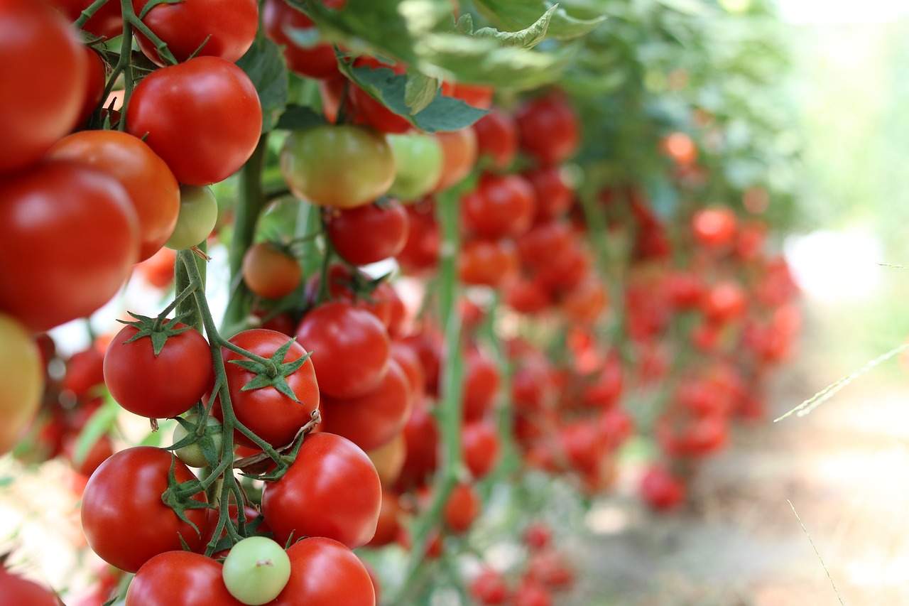 Image - tomatoes garden vegetables healthy