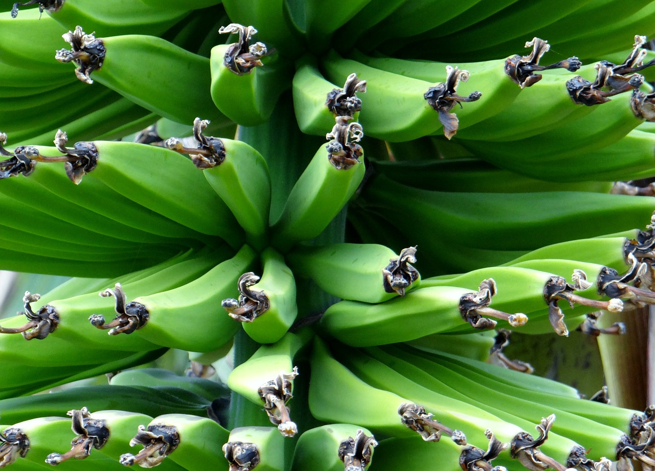 Image - banana shrub banana food fruit