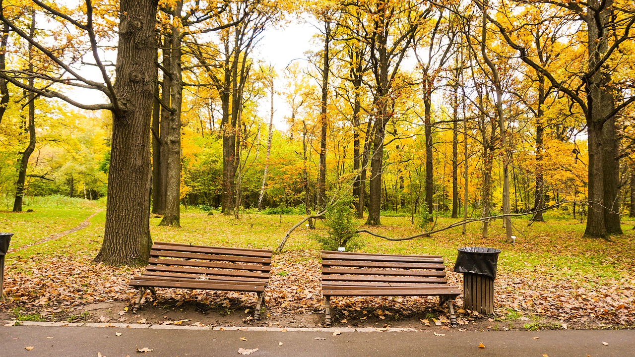 Image - nature autumn leaves fall yellow