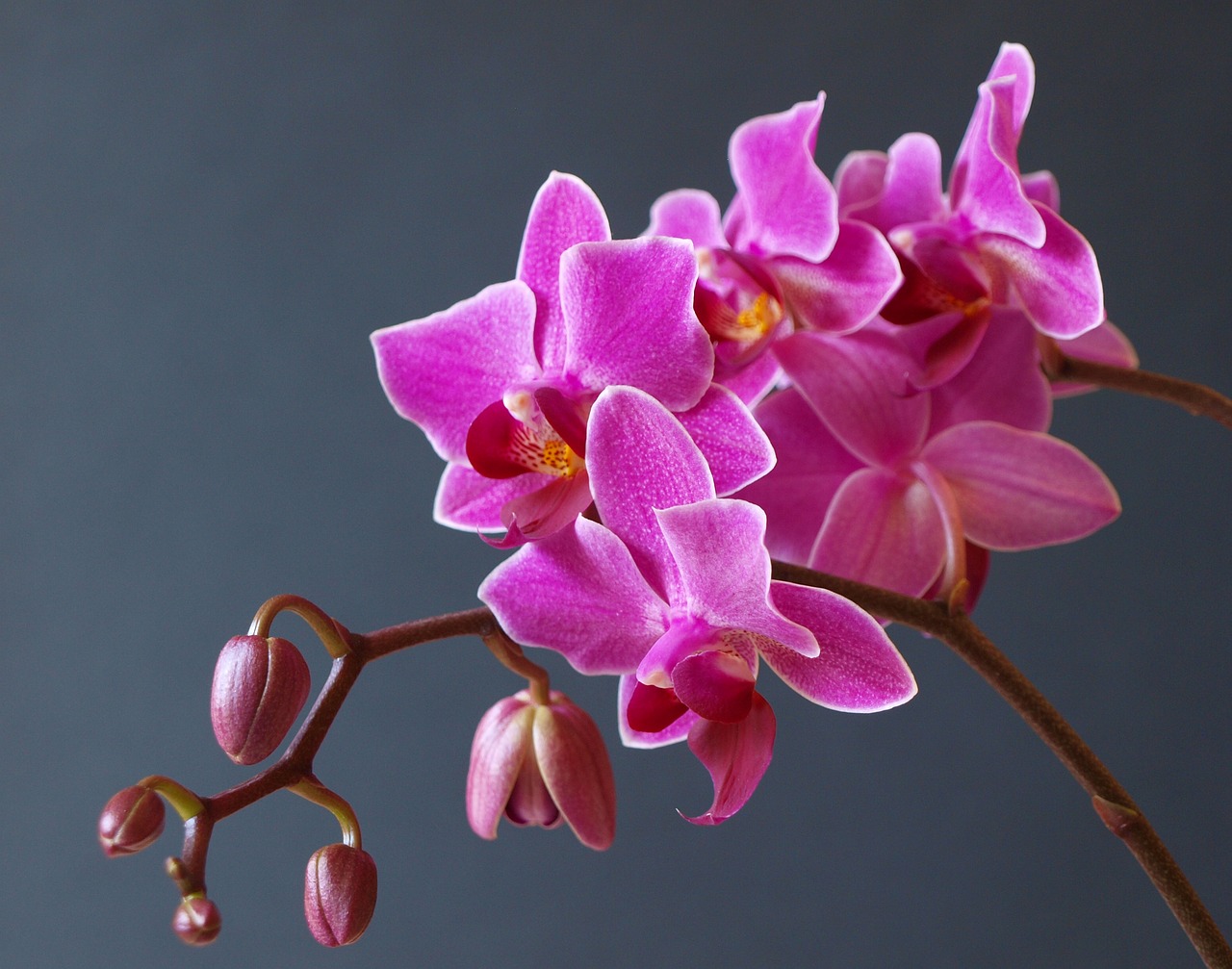 Image - orchid flower blossom bloom nature