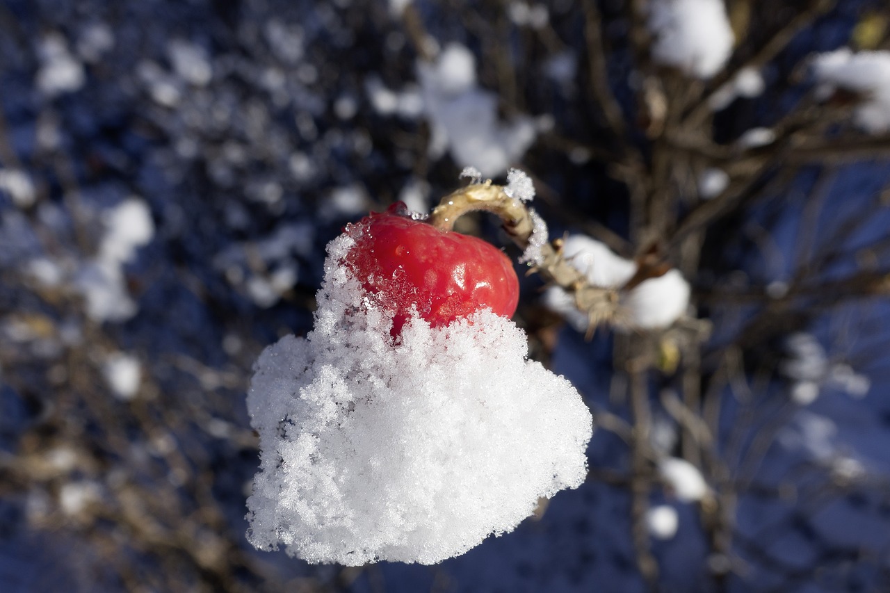 Image - rose hip rosa canina fruit red