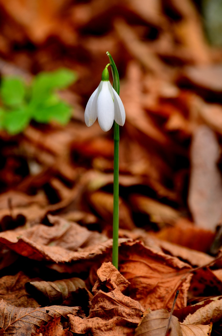 Image - nature flower thrace turkey