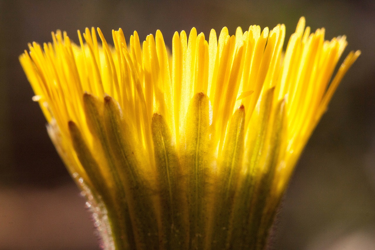 Image - tussilago farfara flower macro