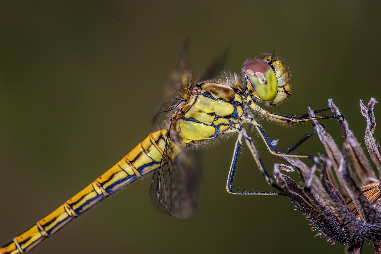 Image - dragonfly flower wing insect close