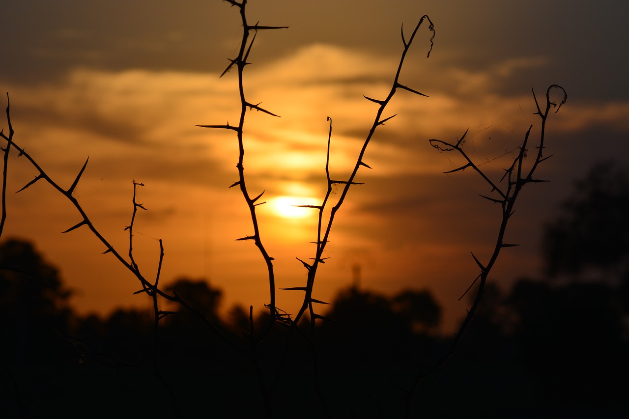 Image - sunset silhouette sun thorns