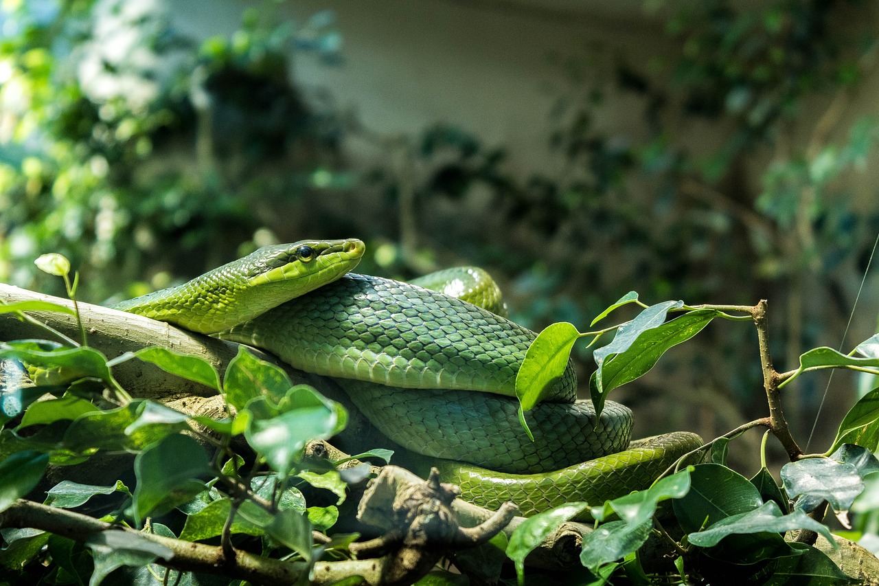 Image - snake zoo animal reptile terrarium