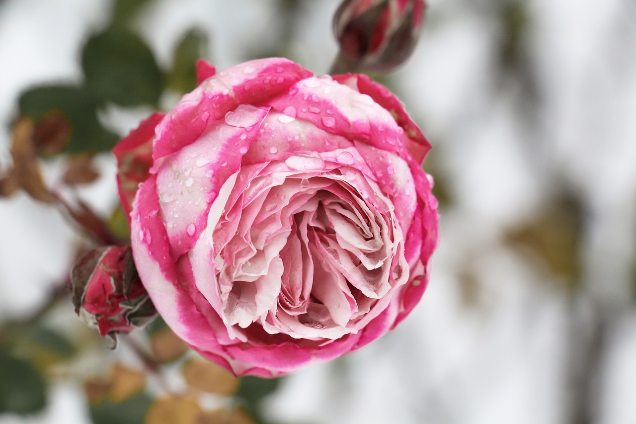 Image - rose dew rose bloom close moist