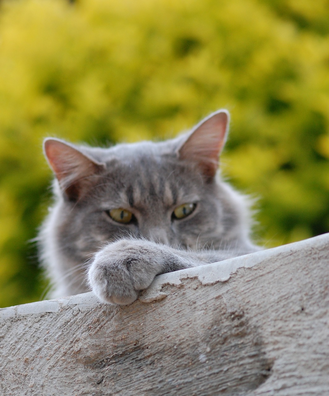 Image - cat feline pet kitten domestic