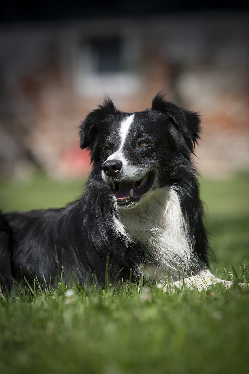 Image - dog bitch black and white dog