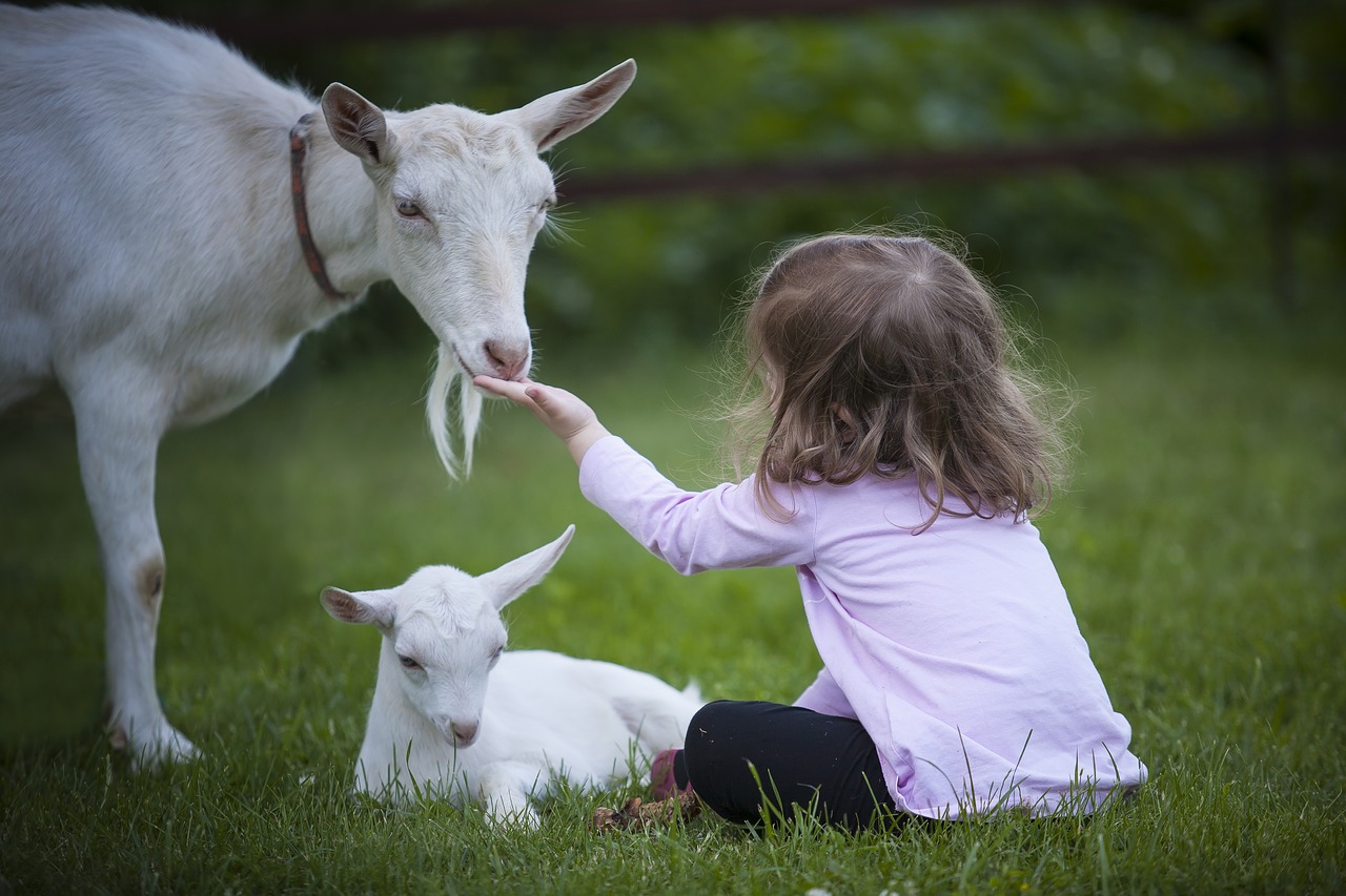 Image - goat kid animal goats cub