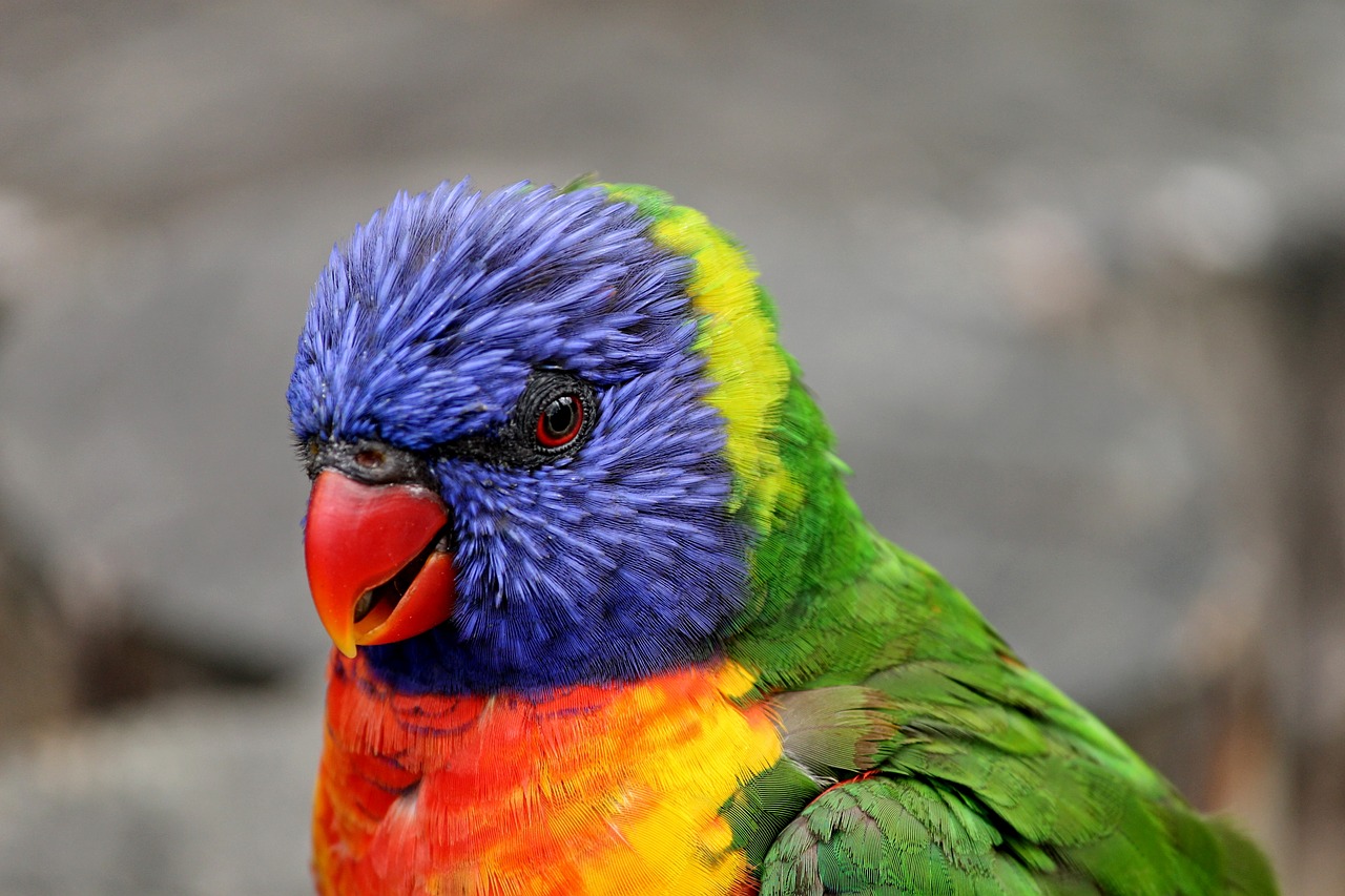 Image - parrot close lorikeet