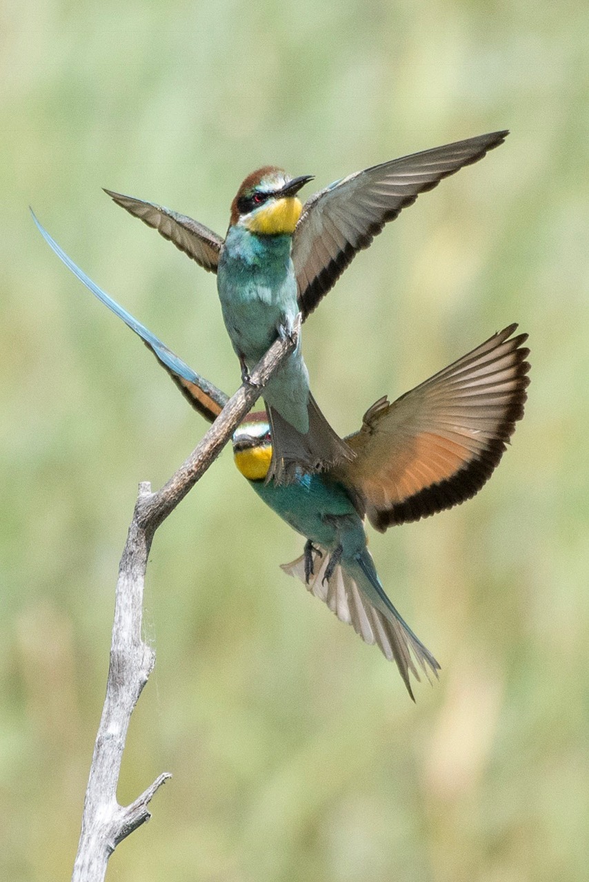 Image - animals birds biotope valais