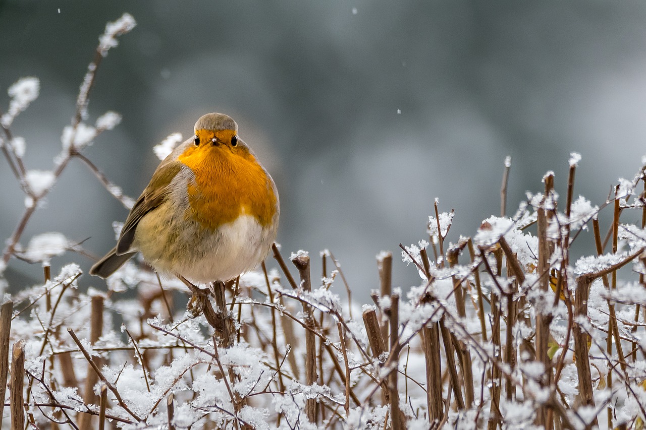 Image - robin winter songbird