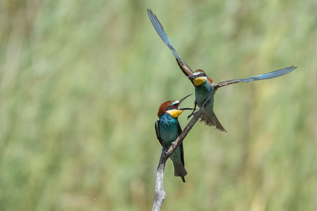 Image - animals birds biotope valais