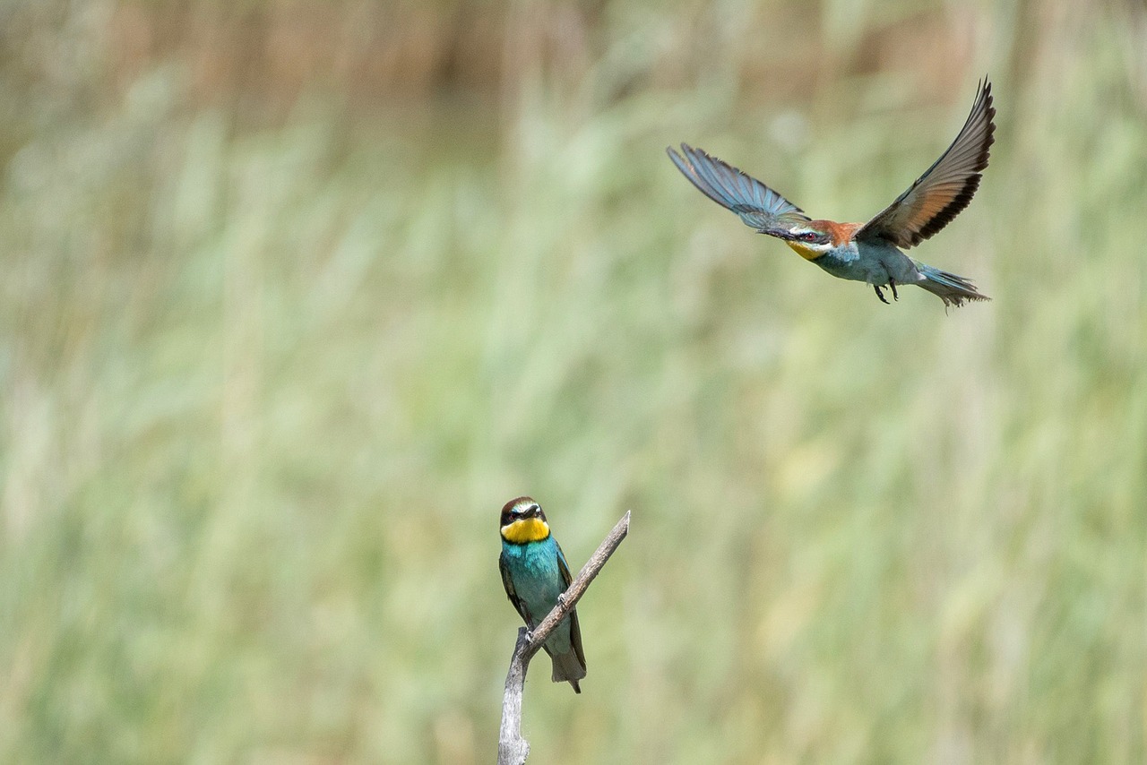 Image - animals birds biotope valais