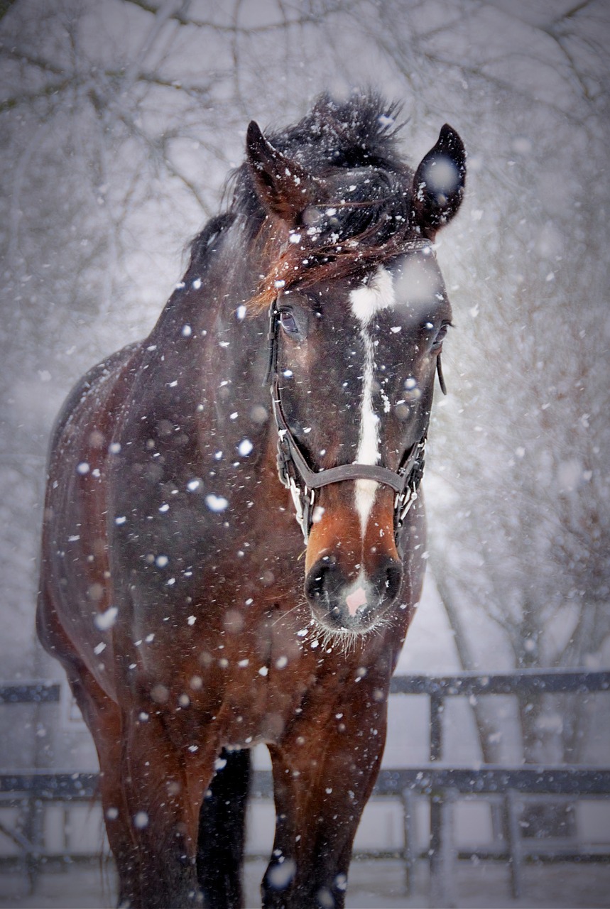 Image - horses snow winter horse snowflake