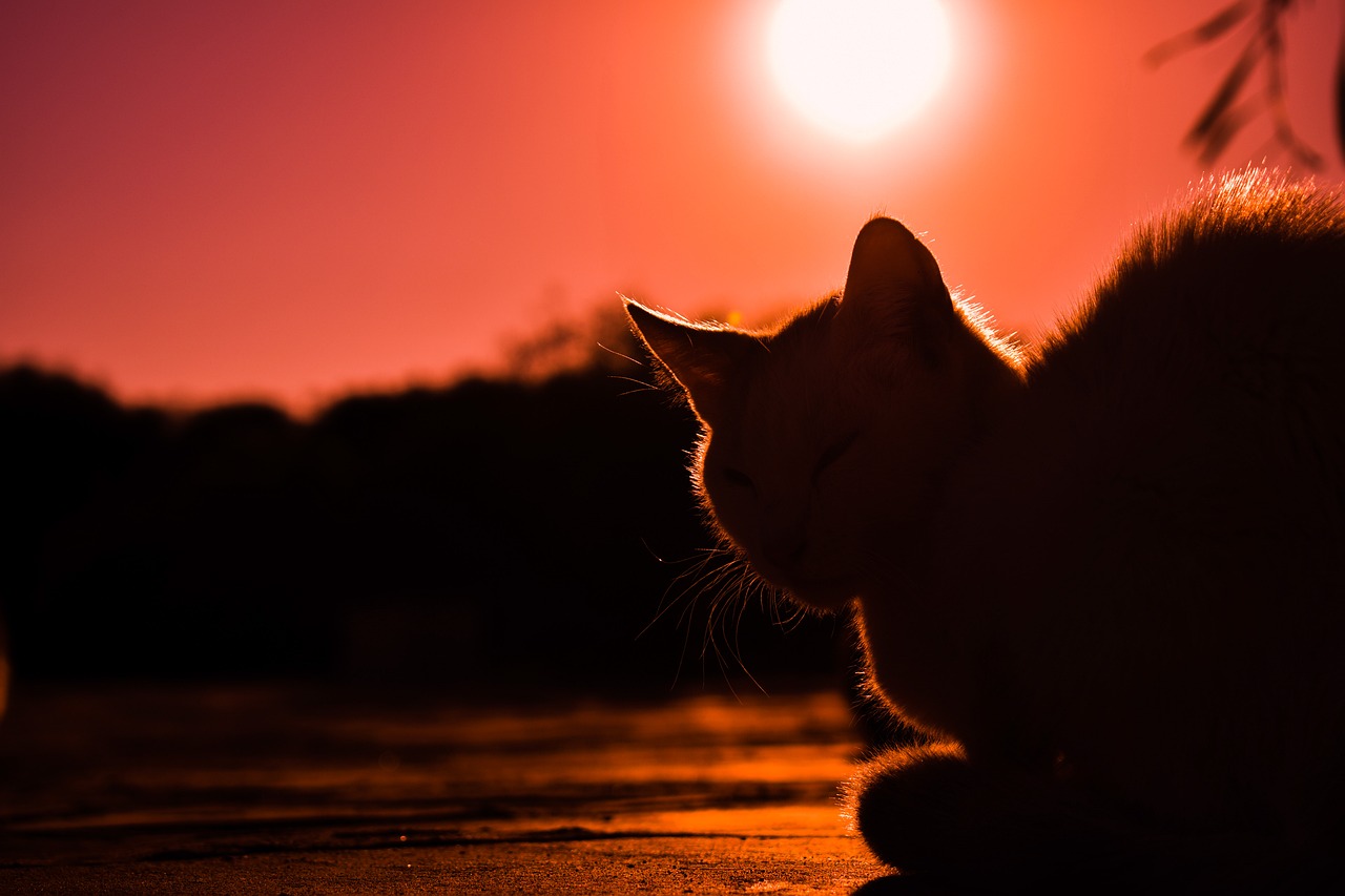 Image - sunset cat shadows silhouettes