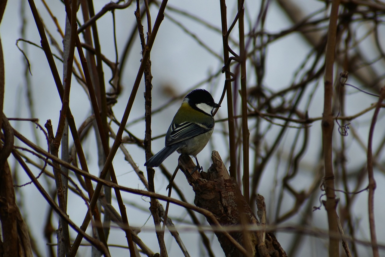 Image - animal forest wood twigs bird