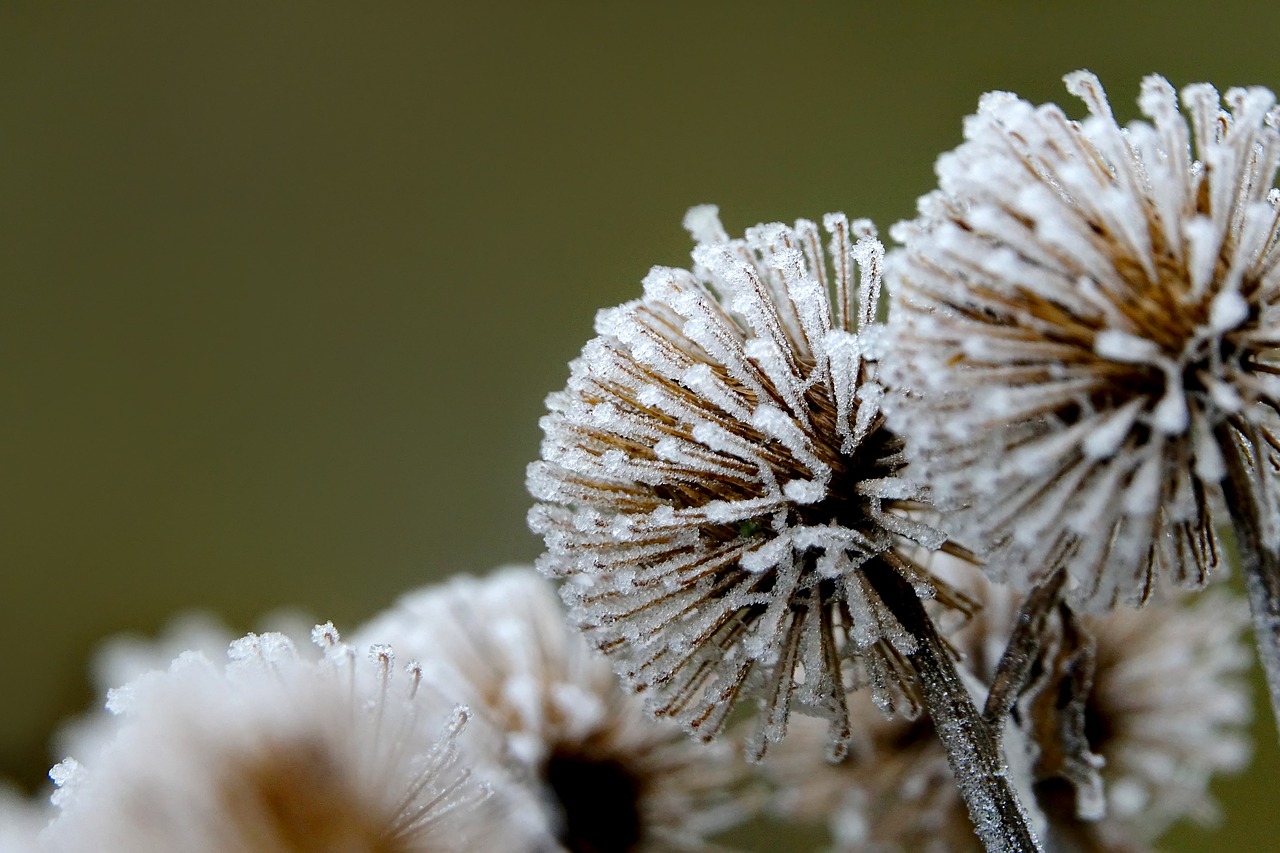 Image - winter hoarfrost on frozen shrubs