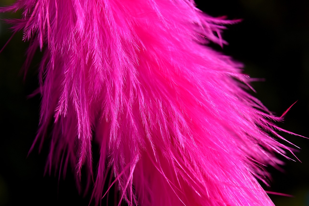 Image - feather colored pink plumage