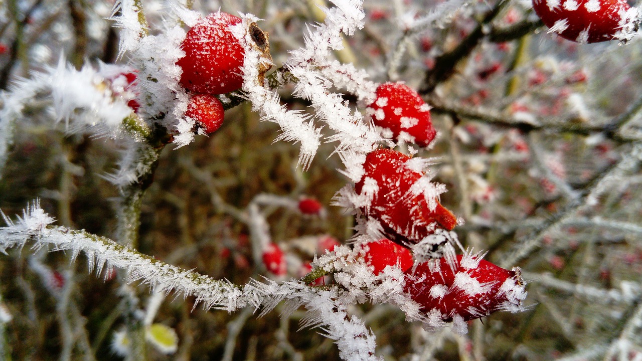 Image - frost the fruit red wild rose